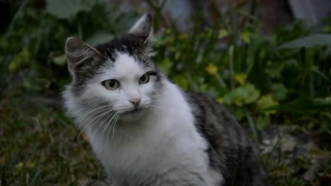 White with black fluffy cat Stock Footage 231326812