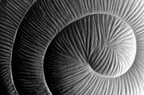 White black grey abstract patterns, spiral, texture background Stock Photos