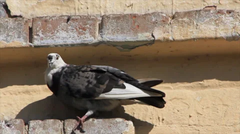 White black pigeon &amp; fly Stock Footage 33223983