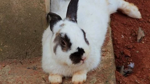 White &amp; black rabbit laying down on the floor. Stock Footage 309376668