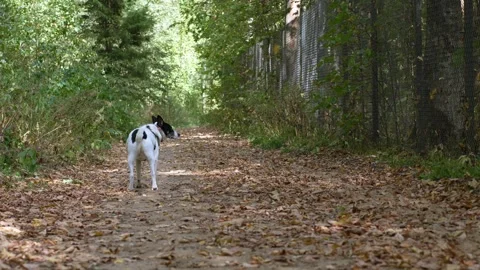 White with black spots dog walking in the autumn park Video stock 285373634