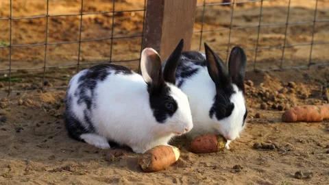White black striped Rabbit or Nesolagus netscheri feeding carrot. Beautiful r Stock Footage 148083319