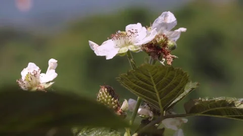 White blackberry blossoms and developing green aggregate fruit on a Rubus p.. Stock Footage 345777523