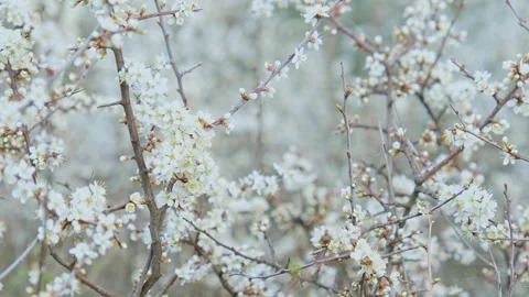 White Blackthorn Blossoms with Soft Background Stock Footage 331874115