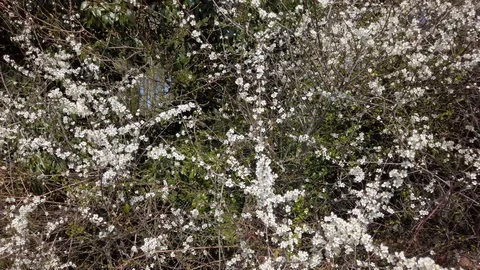 White blackthorn flowers. Stock Footage 106448521