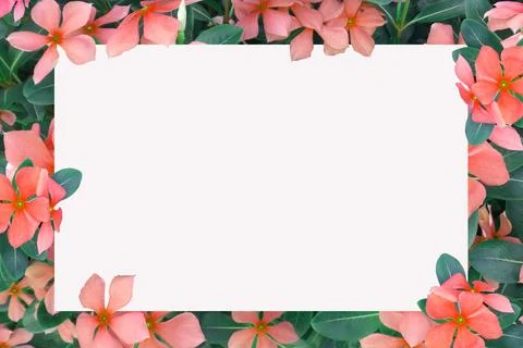 White blank space for text with flowers as backdrop,text frames. Stock Illustration