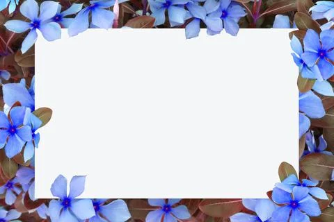 White blank space for text with flowers as backdrop,frame design. Stock Illustration