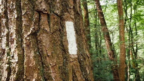 White Blaze on a Tree Trunk on the Appalachian Trail Stock Footage 117127902