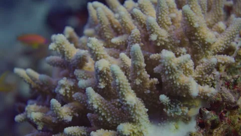 White Bleached coral reef with fish in underwater marine habitat Stock Footage 319279052