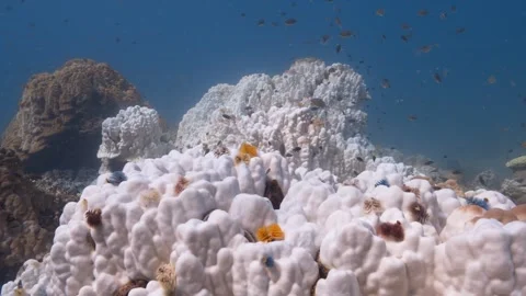 White bleached corals Stock Footage 277863549