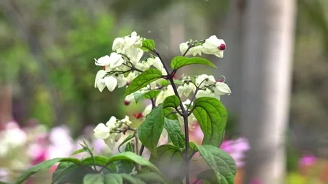 White Bleeding Heart Vine Flowers with Crimson Centers Blooming in Garden. Stock Footage 331500895