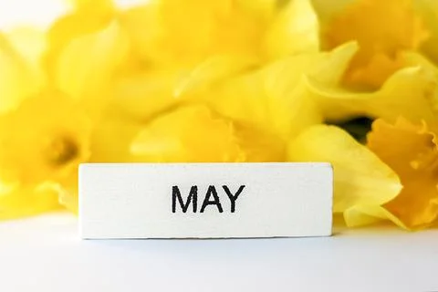 White block labeled 'May' surrounded by bright yellow daffodils Stock Photos