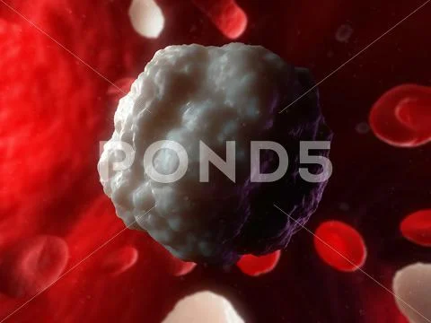 White blood cell, artwork Stock Illustration
