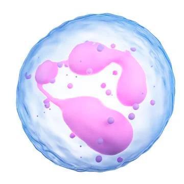 White blood cell Stock Illustration