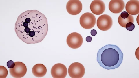 White blood cell types differential count microscope loop 스톡 동영상 343137930