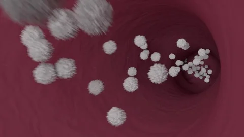 White Blood Cells Stock Footage