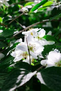 White bloom Stock Photos