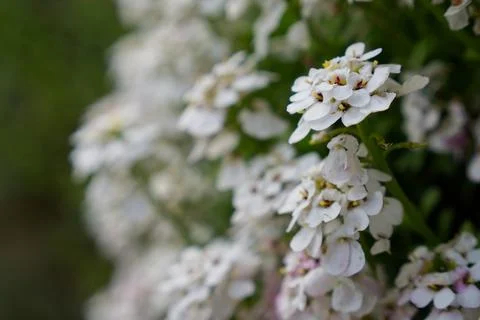 White bloom selectively in the foreground 写真素材