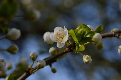 White bloom, spring bloom, white flowers. Stock Photos