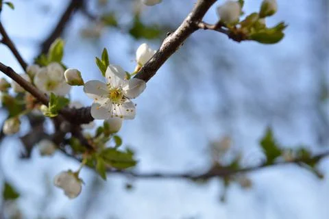 White bloom, spring bloom, white flowers. Stock Photos