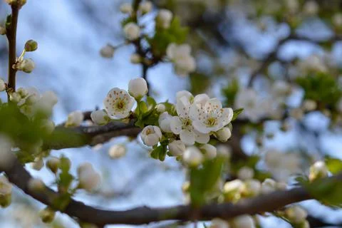 White bloom, spring bloom, white flowers. Stock Photos