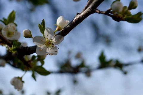 White bloom, spring bloom, white flowers. Stock Photos