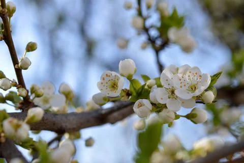 White bloom, spring bloom, white flowers. Stock Photos