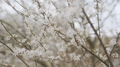 White bloom on the three Video stock 188534837