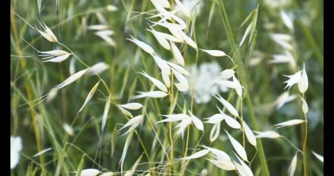 White Bloom Wild Plants Dancing With Wind Stock Footage 277274152