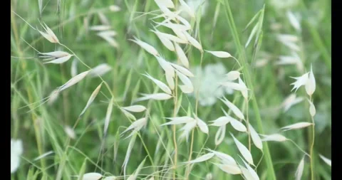 White Bloom Wild Plants Dancing With Wind Stock Footage 277274160