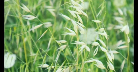 White Bloom Wild Plants Dancing With Wind Stock Footage 277274185