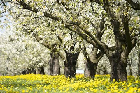White bloomig trees Stock Photos