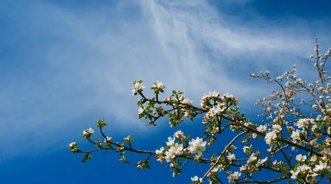 White blooming apple tree branch twig and clouds passing on background sky. Stock Footage