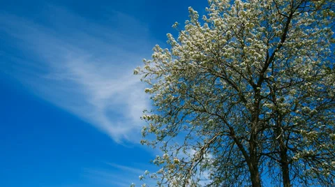 White blooming apple tree branch twig and clouds passing on background sky. Stock Footage 37727840