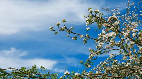 White blooming apple tree branch twig and clouds passing on background sky. Stock Footage 37727948