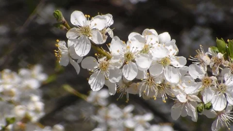 White blooming apple trees in spring. close up. Stock Footage 106805905