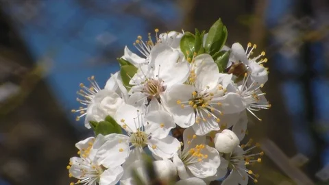 White blooming apple trees in spring. close up. Stock Footage 106806970