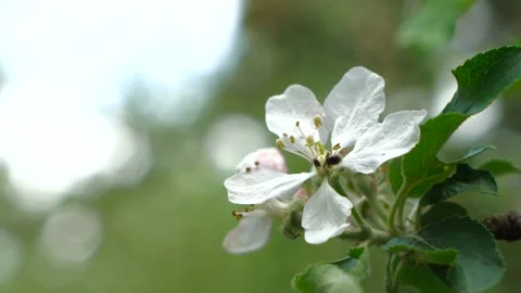 White blooming Apple trees on which the insect sits Stock Footage 130217011