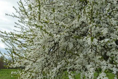 White blooming branches of cherry tree in spring garden. Beautiful white fl.. 스톡 사진