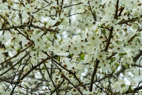 White blooming branches of cherry tree in spring garden. Beautiful white fl.. 库存照片