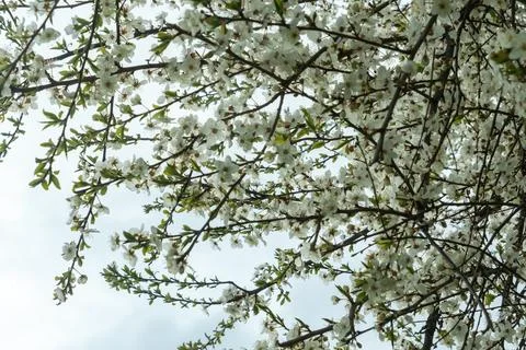 White blooming branches of cherry tree in spring garden. Beautiful white fl.. Stock Photos