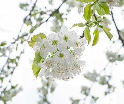 White blooming cherry branch Stock Photos