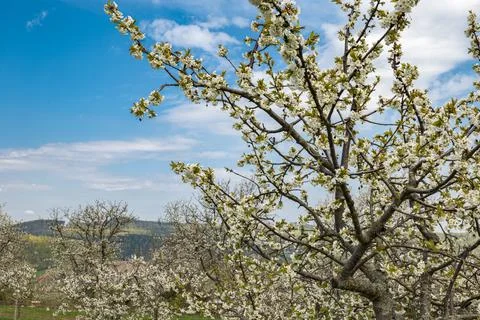 A white blooming cherry tree, in the background a cherry plantation Stock Photos