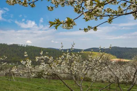 A white blooming cherry tree, in the background a cherry plantation Stock Photos