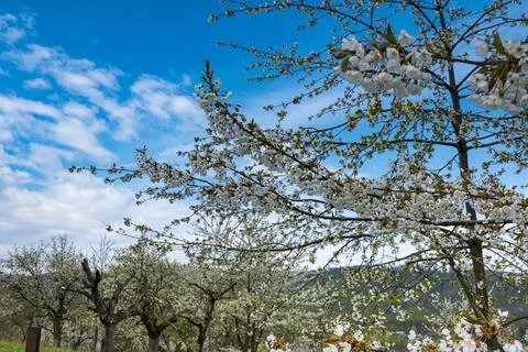 A white blooming cherry tree, in the background a cherry plantation Stock Photos