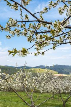 A white blooming cherry tree, in the background a cherry plantation Stock Photos