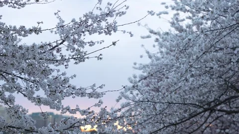 White blooming cherry trees and dawn sky through blossoms, Washington DC Stock Footage 313103996