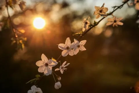 White blooming cherry trees. Sunset rays of the sun shine through the branches Stock Photos