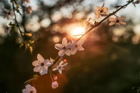 White blooming cherry trees. Sunset rays of the sun shine through the branches Stock Photos