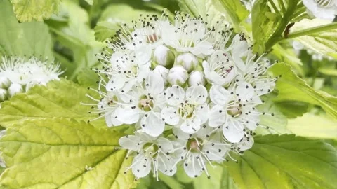 White blooming flower head macro close up 库存影片 334759988